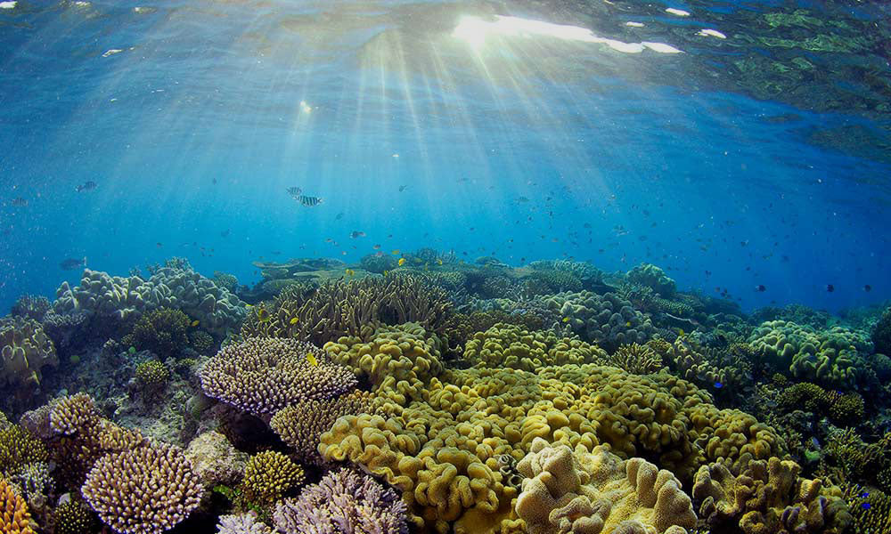 WHAT DOES REEF SAFE REALLY MEAN?